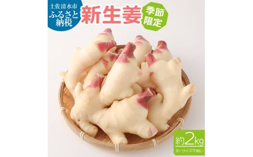 新生姜2kg 季節限定 農家直送 2キロ 甘酢漬け ガリ 佃煮 ジンジャーエール しょうが ショウガ 佃煮 甘酢漬け 食品 新鮮 温まる 温活 冷え対策 国産【R01548】高知県土佐清水市11000野菜・きの