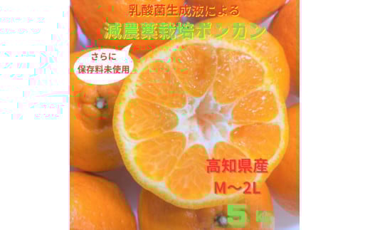 【令和8年1月下旬より発送】<訳あり>ぽんかん 5kg 高糖度 みかん 柑橘 高知 土佐清水 甘い ジューシー 完熟 フルーツ 果物 ポンカン ビタミンC 旬 M〜2Lサイズ 減農薬 産直 季節限定 家庭用