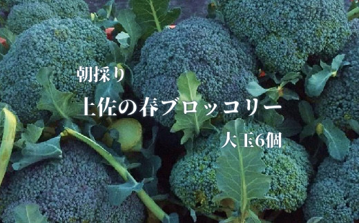 【先行予約:令和8年4月中旬以降発送予定】朝採り!土佐の春ブロッコリー(大玉6個)春野菜 ブロッコリー やさい  栄養 健康 ビタミンC おいしい 美味しい レシピ付き おかず お弁当 サラ