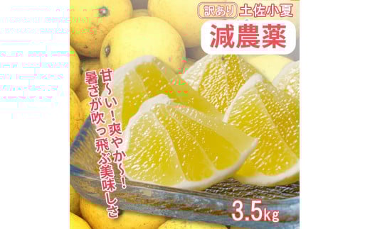 【令和8年5月発送】訳あり 小夏3.5キロ(白浜農園の減農薬小夏)〜訳ありには、訳がある〜 柑橘 みかん フルーツ 日向夏 果物 ワケあり 傷 訳 家庭用 自宅用 特産【R01152】高知県土佐清水
