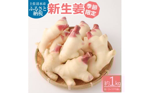 新生姜1kg 季節限定 農家直送 1キロ 甘酢漬け ガリ 佃煮 ジンジャーエール しょうが ショウガ 佃煮 甘酢漬け 食品 新鮮 温まる 温活 冷え対策 国産【R01547】高知県土佐清水市6000野菜・きのこ