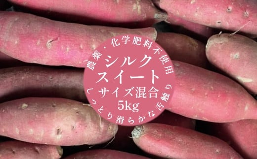 先行予約 サツマイモ(シルクスイート)5kg 農薬化学肥料不使用(洗い)【R00162】高知県土佐清水市9000野菜・きのこじゃがいも・イモ類