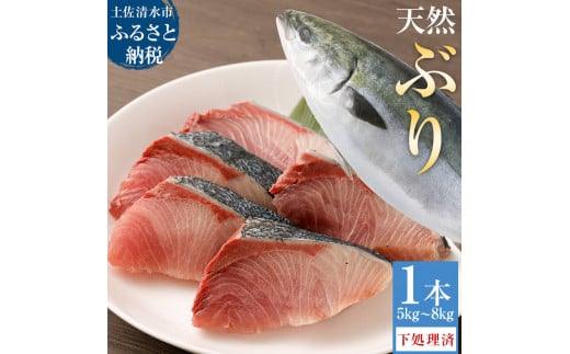 【令和8年3月発送】土佐清水産天然ぶり まるごと1本(5kg〜8kg)鰤 ブリ 鮮魚 一匹 下処理あり(内臓除去済)【※着日指定不可※】ぶり大根 刺身 ぶりしゃぶ 天然【R00874】高知県土佐清