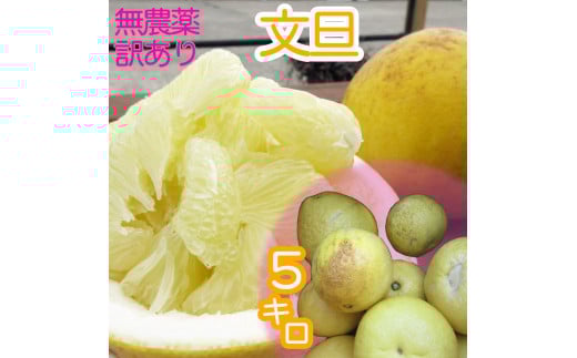 訳あり 文旦 5キロ 農薬不使用 熟成 柑橘 みかん 果物 果実 サイズ混合 不揃い ぶんたん ブンタン ザボン おやつ デザート 甘い 美味しい ご自宅用 高知 土佐名物 フルーツ【R00896】高知県土