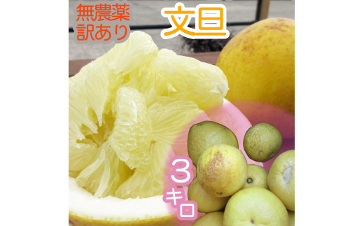 訳あり 文旦 3キロ 3kg 農薬不使用 熟成 柑橘 みかん 果物 果実 サイズ混合 不揃い ぶんたん ブンタン ザボン おやつ デザート 甘い 美味しい  高知 土佐名物 フルーツ【R00898】高知県土佐清