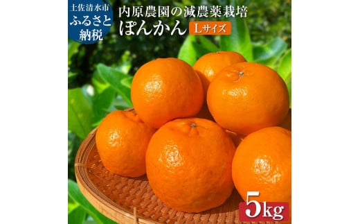【令和8年発送】内原農園の減農薬栽培 ぽんかん(Lサイズ)5キロ 贈答用 みかん 蜜柑 ミカン 柑橘 かんきつ ポンカン フルーツ オレンジ 果物 くだもの 果汁 甘い ジューシー 土佐清水市【