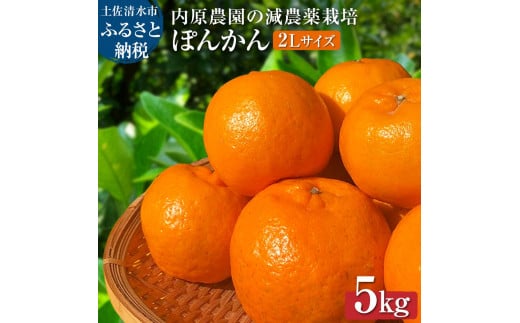 【令和8年発送】内原農園の減農薬栽培 ぽんかん(2Lサイズ)5キロ 贈答用 みかん 蜜柑 ミカン 柑橘 かんきつ ポンカン フルーツ オレンジ 果物 くだもの 果汁 甘い ジューシー 土佐清水市