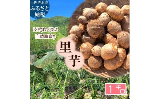 【先行受付】とびきり美味しい! 自然農育ち 里芋 1kg 軽洗 皮まで食べられる 軽洗い さといも サトイモ 里いも 皮つき 無農薬野菜 野菜 芋煮 煮物 コロッケ 具材【R01344】高知県土佐清水市80