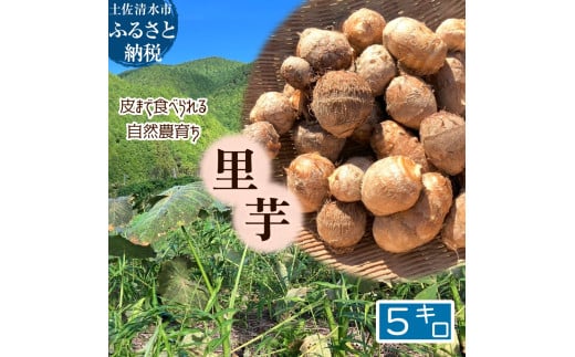 【先行受付】とびきり美味しい! 自然農育ち 里芋 5kg 軽洗 皮まで食べられる 軽洗い さといも サトイモ 里いも 皮つき 無農薬野菜 野菜 芋煮 煮物 コロッケ 具材【R01345】高知県土佐清水市40