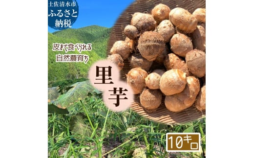 ystzƂтI R_炿  10kg y ܂ŐHׂ y Ƃ TgC   _   ϕ RbP ށyR01346zmys7