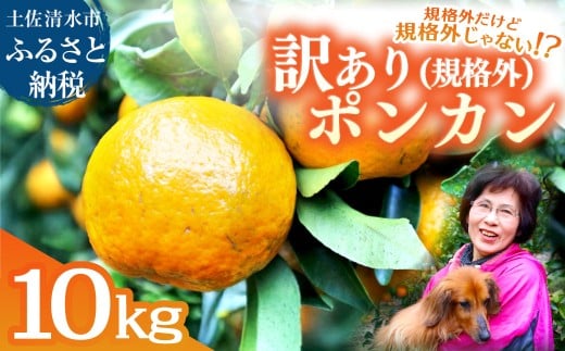 R8.1{ KiOǋKiOȂ!? 󂠂 ۂ񂩂 10kg fR|̐e ݂ k ʕ ʎ ~J  |J t[c  fU[g 10L  䑺_yR01486z