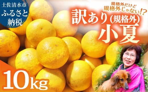 R8.4月中旬以降発送 規格外だけど規格外じゃない!? 訳あり 小夏 10kg 日向夏 みかん ミカン 柑橘 フルーツ 果物 果実 こなつ コナツ ニューサマーオレンジ おいしい 美味しい ワケアリ 自宅
