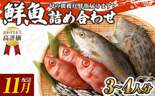 旬の朝獲れ鮮魚詰め合わせ 【2025年11月配送】 鮮魚 直送 ボックス 詰め合わせ【以布利定置網 漁師直送】セット おまかせ 魚介 海鮮 魚 魚介類 海鮮セット 新鮮 天然【S00818-11】高知県土佐