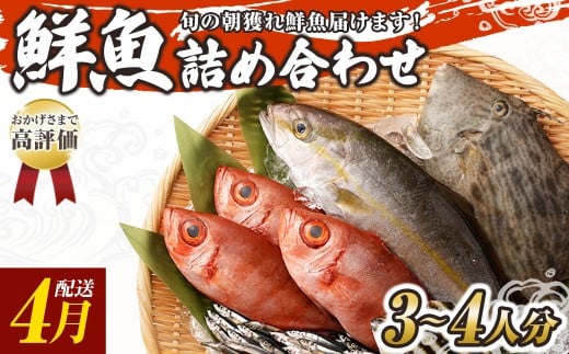 旬の朝獲れ鮮魚詰め合わせ 【2026年4月配送】 鮮魚 直送 ボックス 詰め合わせ【以布利定置網 漁師直送】セット おまかせ 魚介 海鮮 魚 魚介類 海鮮セット 新鮮 天然【S00818-4】高知県土佐清