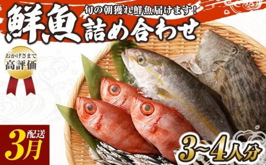 旬の朝獲れ鮮魚詰め合わせ 【2026年3月配送】 鮮魚 直送 ボックス 詰め合わせ【以布利定置網 漁師直送】セット おまかせ 魚介 海鮮 魚 魚介類 海鮮セット 新鮮 天然【S00818-3】高知県土佐清