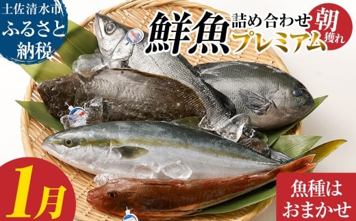 旬の朝獲れ鮮魚詰め合わせ(プレミアム)【2026年1月配送】 鮮魚 ボックス 詰め合わせ【以布利定置網 漁師直送】朝獲れ 旬 魚介 海鮮 魚 さかな せんぎょ 鮮魚セット おまかせ お任せ【S008