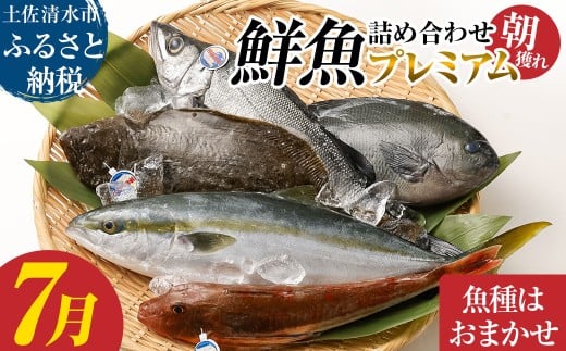 旬の朝獲れ鮮魚詰め合わせ(プレミアム)【2026年7月配送】 鮮魚 ボックス 詰め合わせ【以布利定置網 漁師直送】朝獲れ 旬 魚介 海鮮 魚 さかな せんぎょ 鮮魚セット おまかせ お任せ【S008