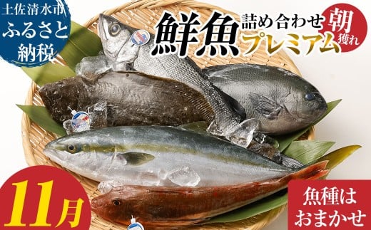 旬の朝獲れ鮮魚詰め合わせ(プレミアム)【2025年11月配送】 鮮魚 ボックス 詰め合わせ【以布利定置網 漁師直送】朝獲れ 旬 魚介 海鮮 魚 さかな せんぎょ 鮮魚セット おまかせ お任せ【S00