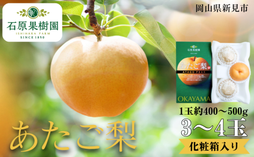 あたご梨 3〜4玉 1玉約400〜500g 化粧箱【先行予約 2025年11月中旬から順次発送】岡山県新見市12000果物・フルーツりんご・梨