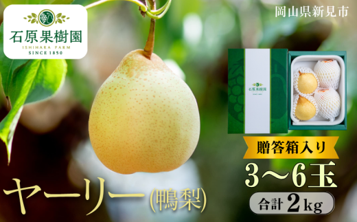 ヤーリー (鴨梨) 3〜6玉 約2kg 贈答箱【先行予約 2025年11月中旬から順次発送】岡山県新見市16000果物・フルーツりんご・梨
