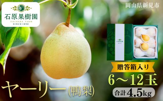 ヤーリー (鴨梨) 6〜12玉 約4.5kg 贈答箱【先行予約 2025年11月中旬から順次発送】岡山県新見市28000果物・フルーツりんご・梨