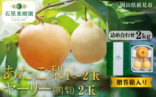 あたご梨1〜2玉 ヤーリー (鴨梨) 2玉 詰め合わせ 約2kg 贈答箱【先行予約 2025年11月中旬から順次発送】岡山県新見市16000果物・フルーツりんご・梨