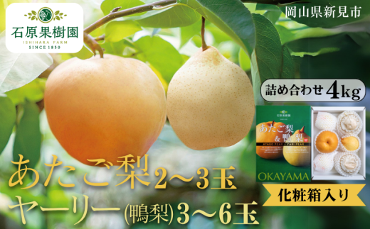 あたご梨2〜3玉 ヤーリー (鴨梨) 3〜6玉 詰め合わせ 約4kg 化粧箱【先行予約 2025年11月中旬から順次発送】岡山県新見市26000果物・フルーツりんご・梨