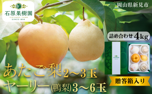 あたご梨2〜3玉 ヤーリー (鴨梨) 3〜6玉 詰め合わせ 約4kg 贈答箱【先行予約 2025年11月中旬から順次発送】岡山県新見市28000果物・フルーツりんご・梨