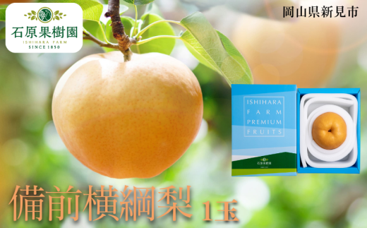 備前横綱梨 (あたご梨) 1玉 約1〜1.4kg 【先行予約 2025年11月中旬から順次発送】岡山県新見市18000果物・フルーツりんご・梨