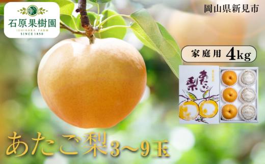 あたご梨 3〜9玉 約4kg 家庭用【先行予約 2025年11月中旬から順次発送】岡山県新見市20000果物・フルーツりんご・梨
