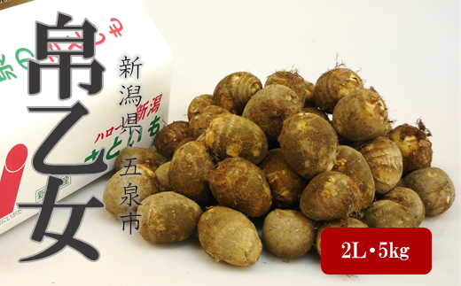 さといも 帛乙女 5kg ( 2L )  | 里芋 サトイモ きぬおとめ 特産 名産 産地直送 贈答 贈り物 ギフト お取り寄せ おすすめ 新潟県 五泉市 五泉市園芸組織連絡協議会新潟県五泉市14000野菜・きのこ