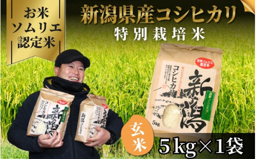 令和7年産【お米のソムリエのお米】特別栽培米コシヒカリ 玄米 5kg(5kg×1袋)五泉市四ヶ村産 米 お米 新潟県 五泉市 エバーグリーン農場新潟県五泉市15000米・パン玄米・雑穀米・もち米・