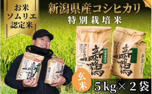 令和7年産【お米ソムリエのお米】特別栽培米コシヒカリ 玄米 10kg(5kg×2袋)五泉市四ヶ村産 米 お米 新潟県 五泉市 エバーグリーン農場新潟県五泉市33000米・パン玄米・雑穀米・もち米・餅