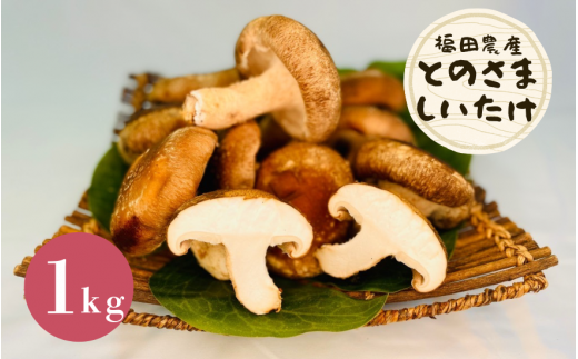 しいたけ 生しいたけ 1s 肉厚ジューシー とのさましいたけ |  椎茸 シイタケ 茸 きのこ キノコ 国産 産地直送 新潟県 五泉市 福田農産株式会社五泉工場新潟県五泉市7000野菜・きのこきのこ