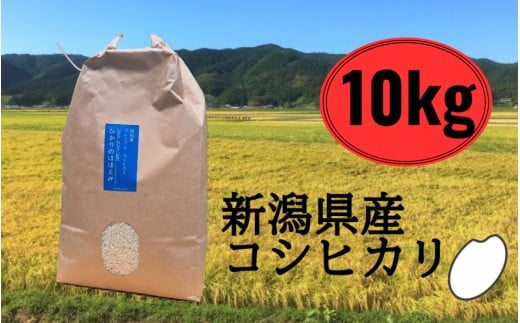 令和7年産新米 五泉産 コシヒカリ 精米 10kg (10kg×1袋) 新潟県 五泉市 株式会社蛇場農産新潟県五泉市36000米・パン白米