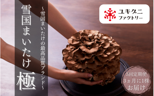 【 定期便 3回 】 まいたけ 雪国まいたけ 極 1株 ( 約900g ) ×3回 ( 3ヵ月に1回発送 / 全3回 ) 化粧箱入 | 舞茸 マイタケ 茸  国産 産地直送 新潟県 五泉市 ユキグニファクトリー株式会社新潟県五泉