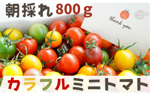 y 800g z񂫔_ Jt~jg}g b 5ސHה g}g ~jg}g g}g800g X t nӃpCv ǂ YntXs9000؁Êg}g