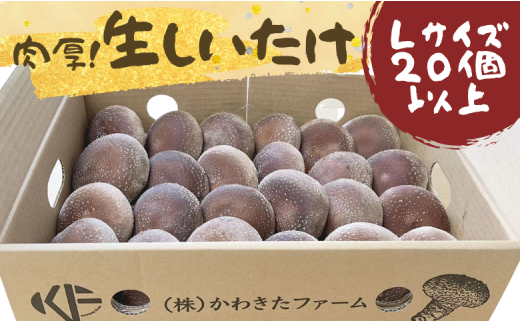 킫t@[    ő VC^P ͔|  t XtXs17000؁Ê̂