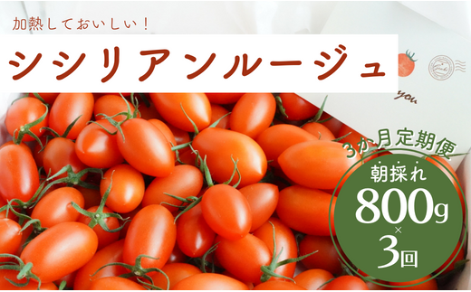 【3か月定期便】げんき農場の朝採れシシリアンルージュ 800g×3回千葉県八街市21000野菜・きのこトマト