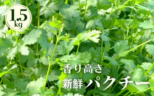 香り高き新鮮パクチー 1.5kg 土耕パクチー  根付き シャンツァイ 香菜 コリアンダー千葉県八街市19000野菜・きのこその他 野菜