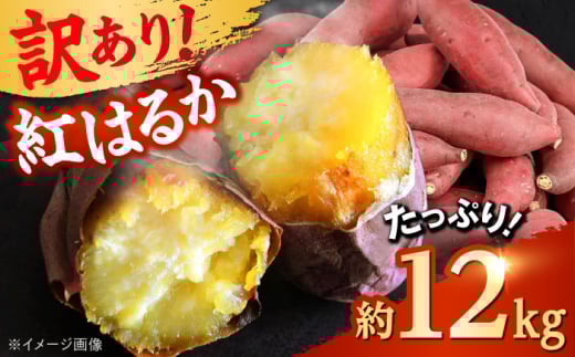 ys\z y󂠂z yʌz g͂邩 ܂ 12kg 1yShiro Planning Ёz܂ g͂邩  Tc}C Â Ă XC[g|eg F{Y ˂Ƃ [AYAJ001]F