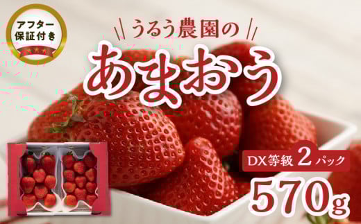 うるう農園のあまおうDX等級 2パック(570g)_いちご あまおう DX等級 2パック 570g 減農薬 有機質肥料 特別栽培 認定農家 うるう農園 福岡県 久留米市 採れたて 農家直送 フルーツ 果物 冷蔵 5