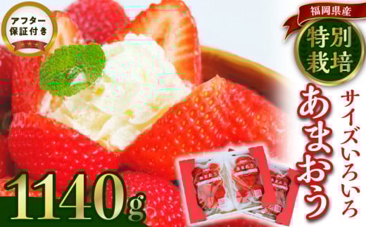 うるう農園のあまおうサイズ色々 4パック(1140g)_サイズ色々 特別栽培認証 あまおう 苺 4パック 計 1140g うるう農園 安心 安全 Mサイズ 特大 グランデサイズ 福岡限定 ブランド苺 フルーツ