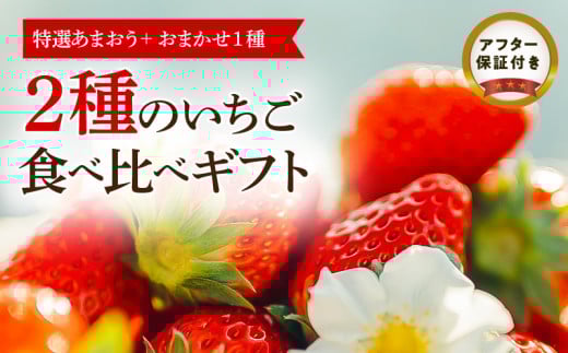 【フルトリエ】特選あまおう+おまかせ1種 計2種のいちご食べ比べギフト_いちご 特選 あまおう 約380g おまかせ 1種 約400g 計2種 食べ比べ 詰合せ ギフト フルトリエ 中村果樹園 発送当日の朝