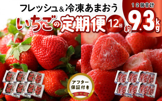 【いちごの年間定期便】 あまおう 約560g(約280g×2パック)× 12月〜5月まで計6回   冷凍あまおう 1000g(500g×2パック)×6月〜11月まで計6回福岡県久留米市90000果物・フルーツいちご
