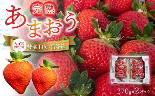 福岡県産【特別栽培】サイズおまかせ(DX〜G等級)完熟あまおう 270g×2パック_福岡県産 特別栽培 完熟 あまおう 270g × 2パック サイズおまかせ DX〜G等級 国産 苺 濃厚 ジューシー 甘い 果実