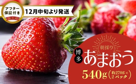 【12月中旬より順次発送】農家直送 朝採り新鮮いちご【博多あまおう】約270g×2パック_農家直送 朝採れ 新鮮 いちご 博多 あまおう 約 270g × 2パック 苺専用 パッケージ 包装 味 鮮度 妥協なし