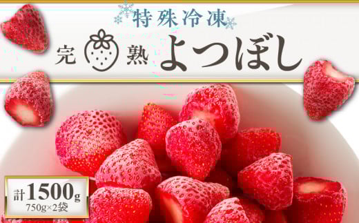旬のおいしさそのまま!池田農園の特殊冷凍よつぼし1.5kg_いちご 特殊冷凍 よつぼし 1.5kg 750g × 2 旬 美味しい 完熟 甘い 濃厚 アートロックフリーザー サクサク 食感 栄養 池田農園 フルーツ