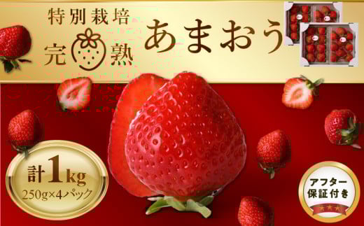 rc_̓ʍ͔|n܂@250g×4pbN_rc_ ʍ͔| n ܂ 250g×4pbN x _ SS h{ GR_Y  ʕ t[c XC[c  