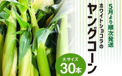 【2026年5月より順次発送】ホワイトショコラのヤングコーン 大サイズ30本_ヤングコーン 大サイズ 30本 ホワイトショコラ 新鮮 皮付き 朝採れ 農家直送 甘み ひげ 薄皮 食べられる 美味しい オ